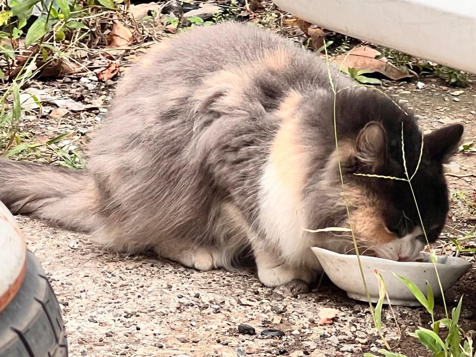 目撃された猫 目撃された猫
