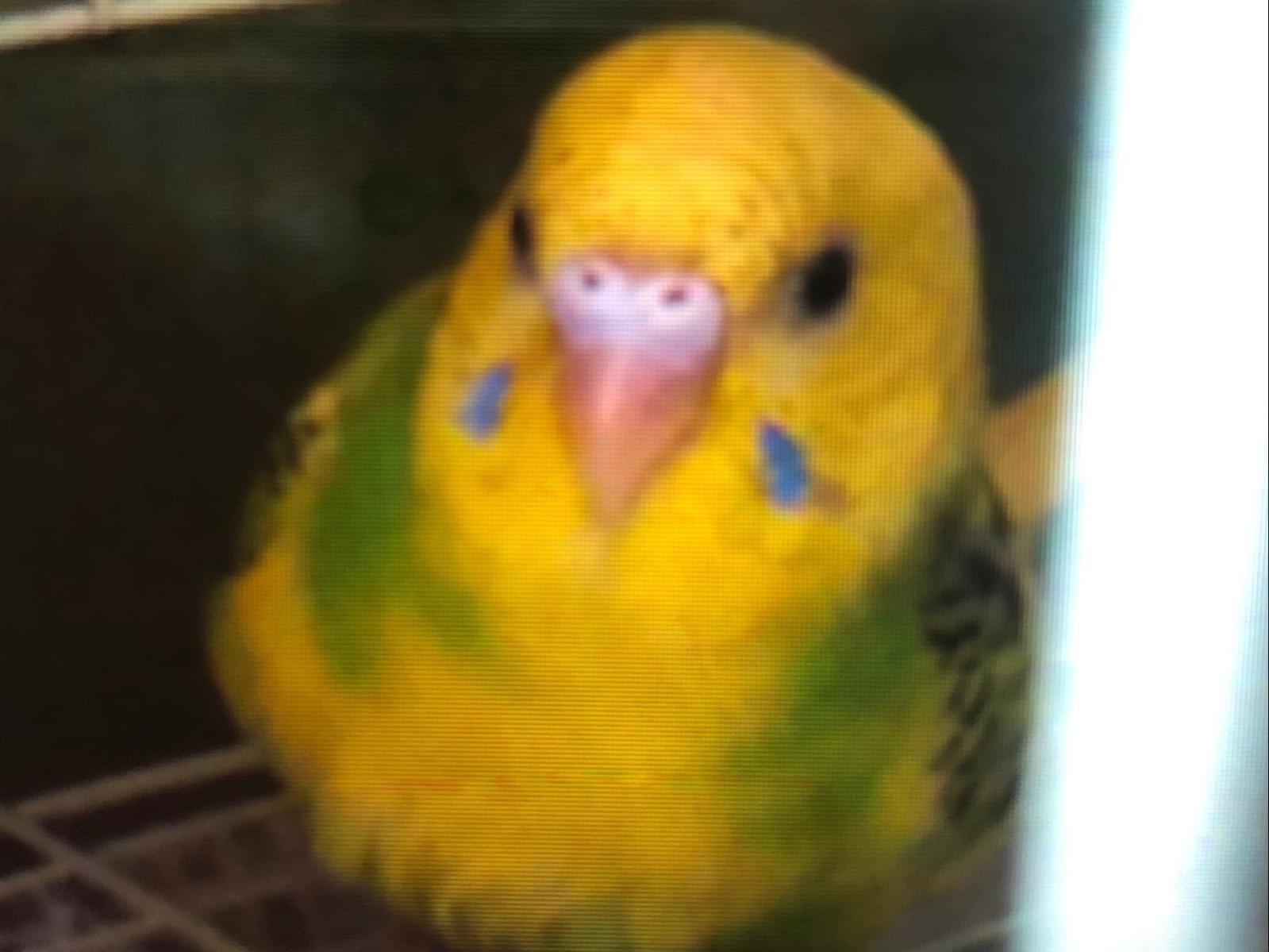 ぴーよんちゃん ぴーよんちゃん