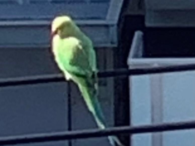 目撃された鳥 目撃された鳥