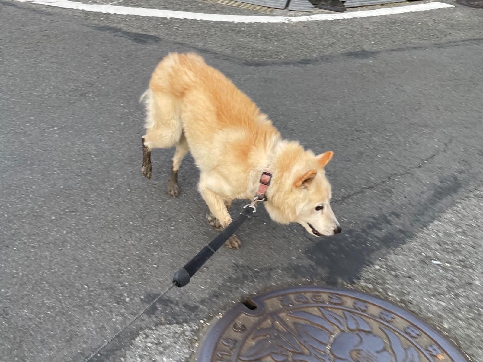 保護された犬 保護された犬