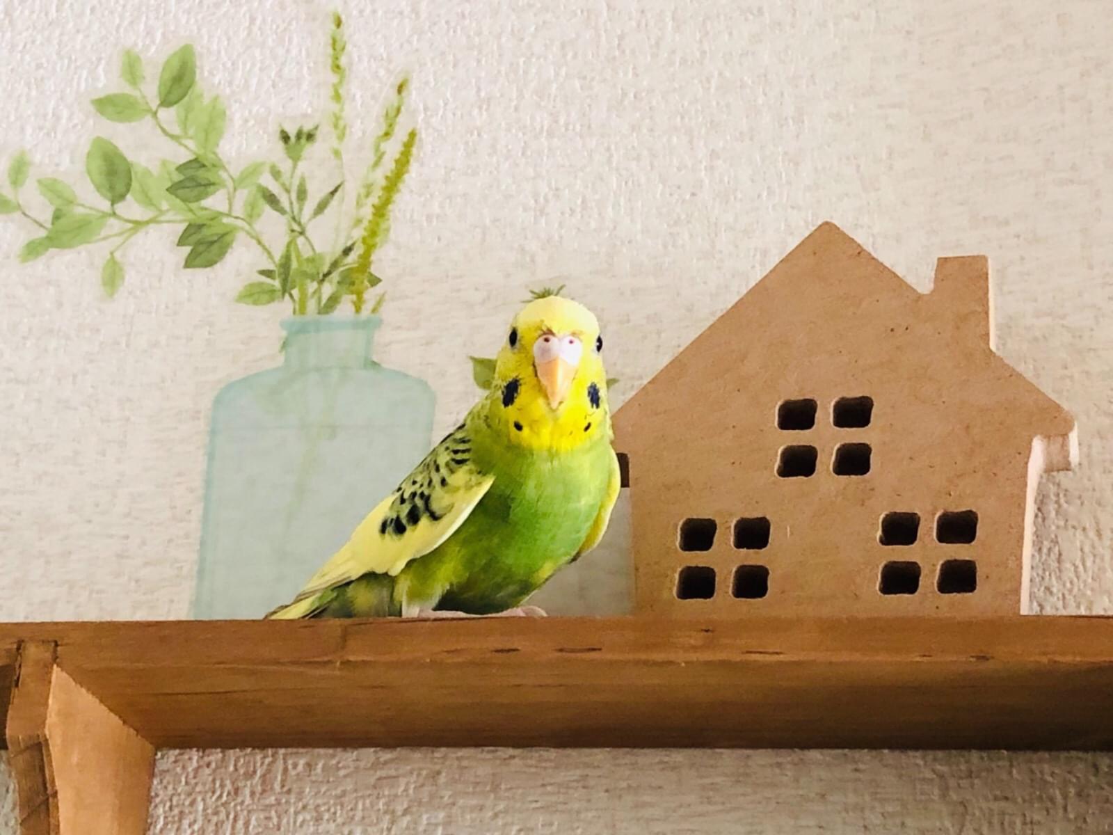 まろんちゃん まろんちゃん