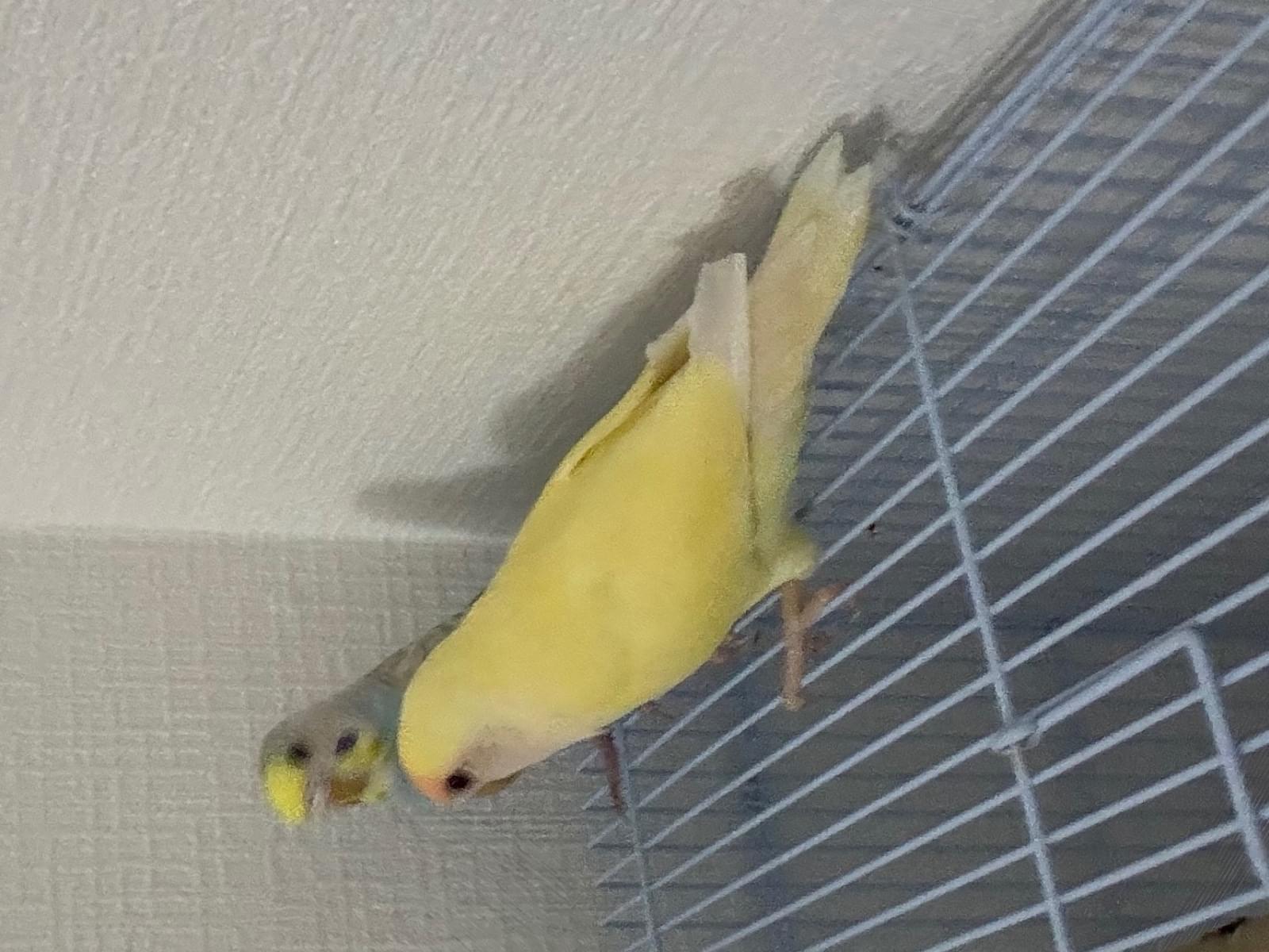 レモンちゃん レモンちゃん