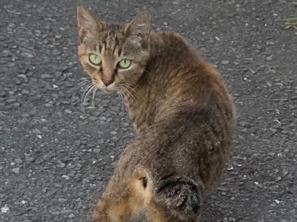 目撃された猫 目撃された猫