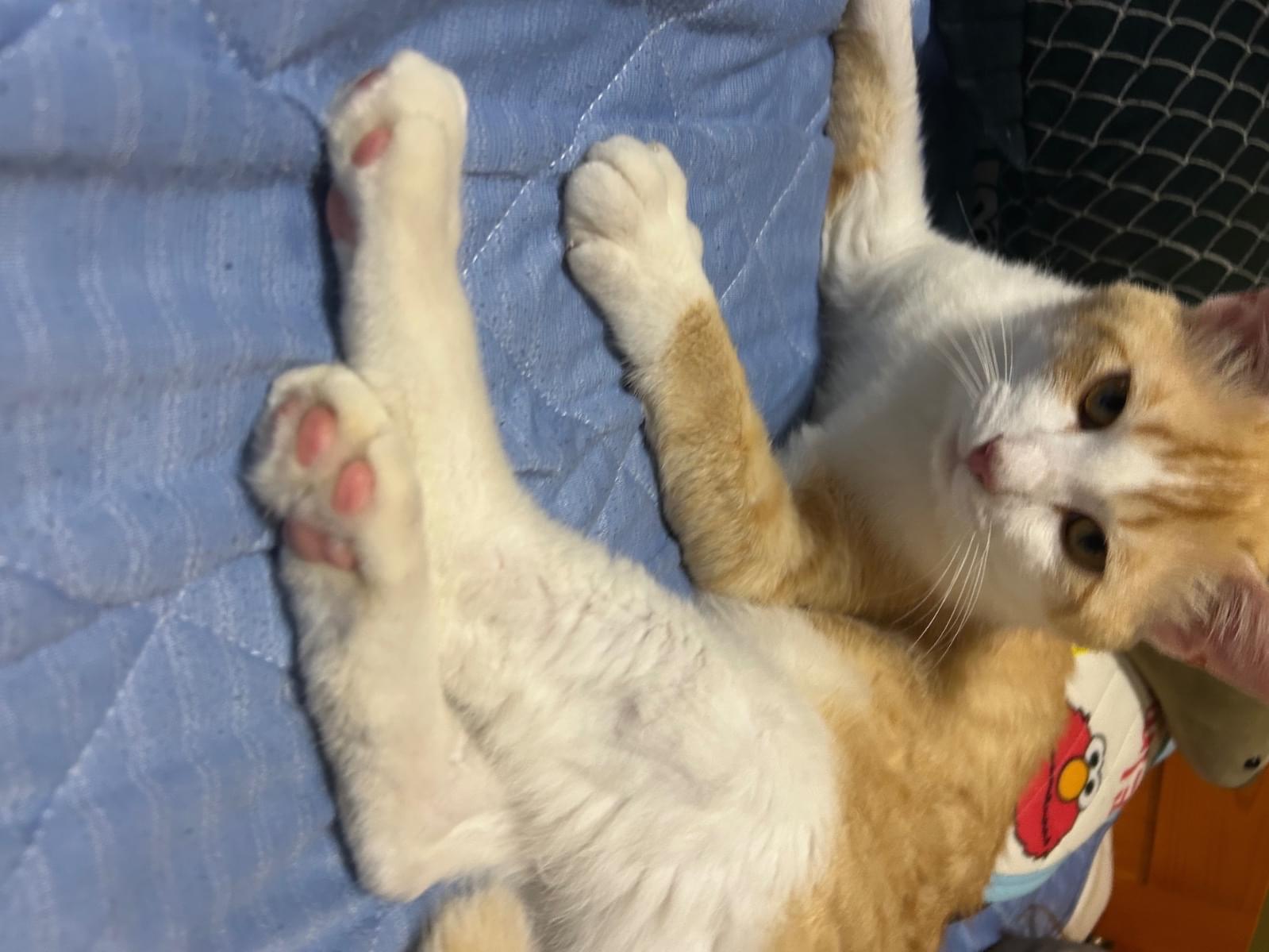保護された猫 保護された猫