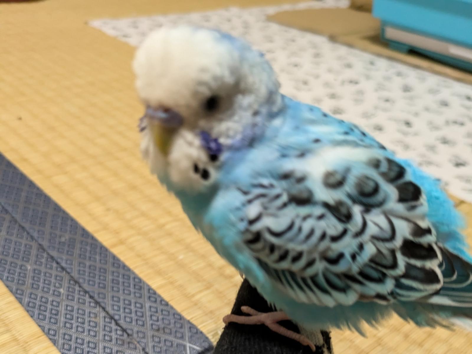 チミーちゃん チミーちゃん