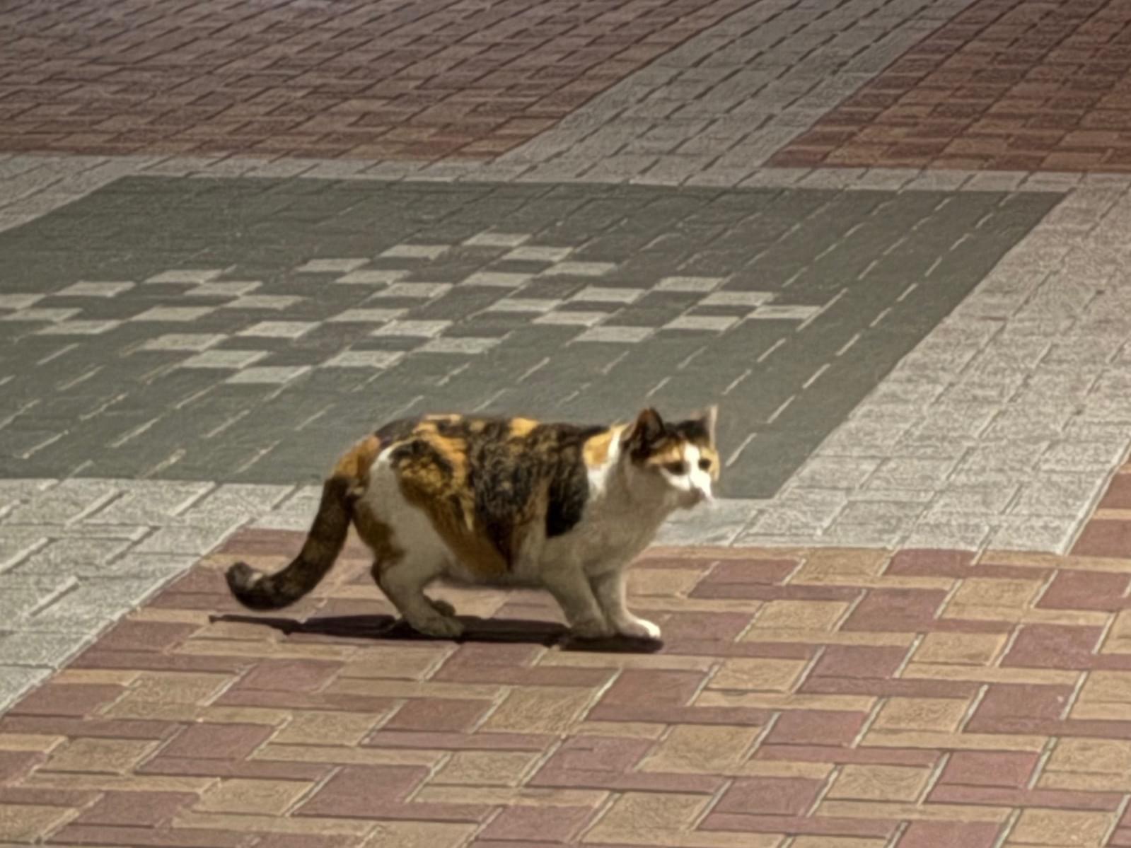 目撃された猫 目撃された猫