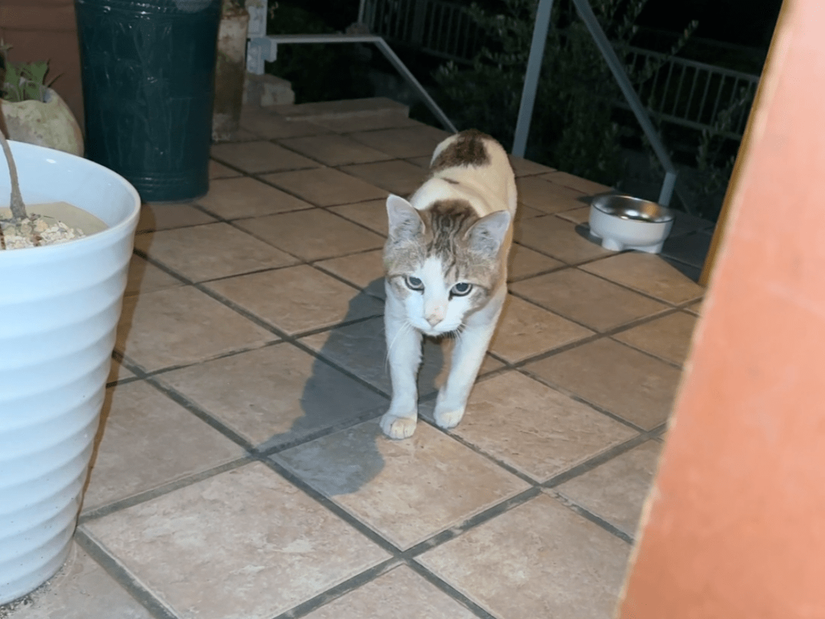 目撃された猫 目撃された猫