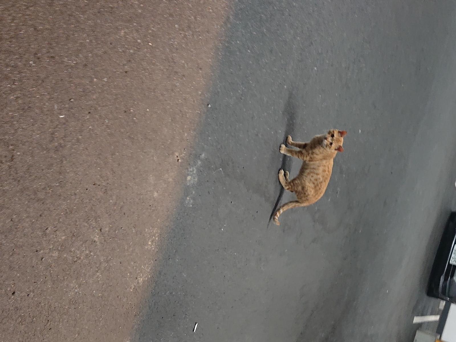 目撃された猫