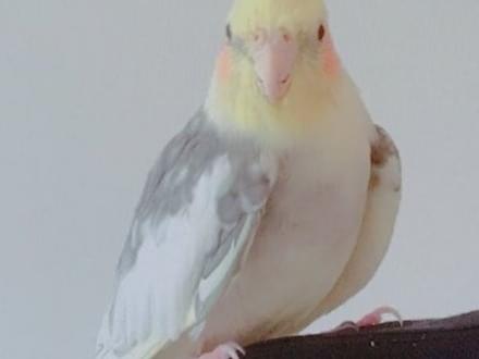 きすけちゃん きすけちゃん