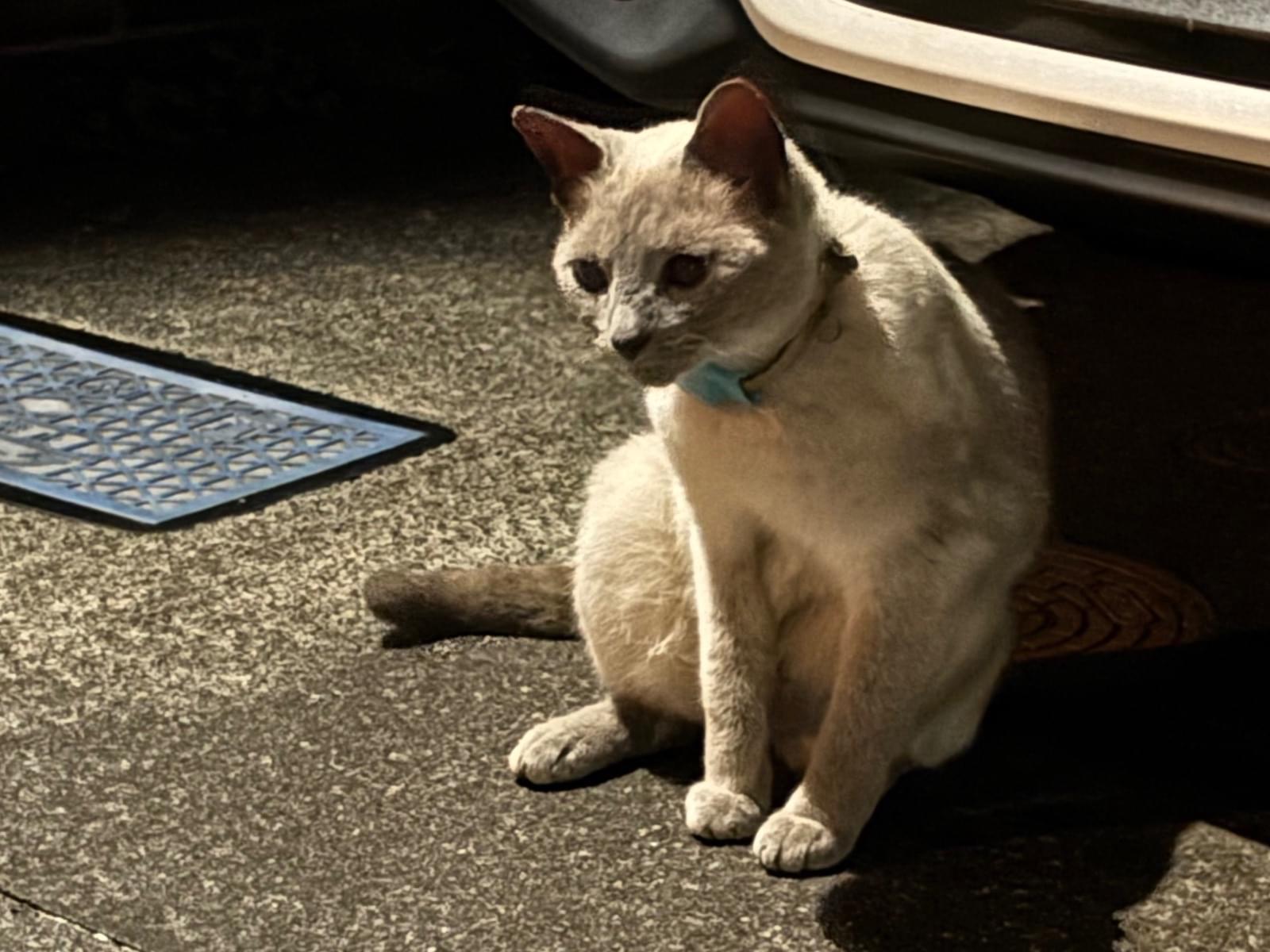目撃された猫 目撃された猫