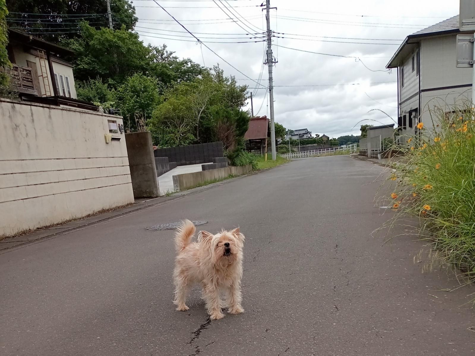 目撃された犬 目撃された犬
