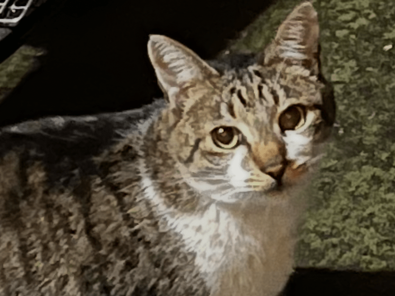 目撃された猫
