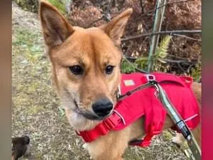 レア　リリパットレーン　迷子の子犬 広島県東広島市】赤いハーネス⚠️茶色犬迷子⚠️