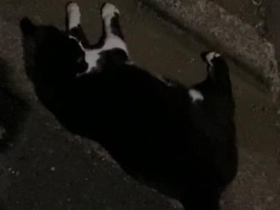 目撃された猫 目撃された猫