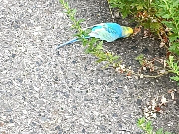目撃された鳥 目撃された鳥