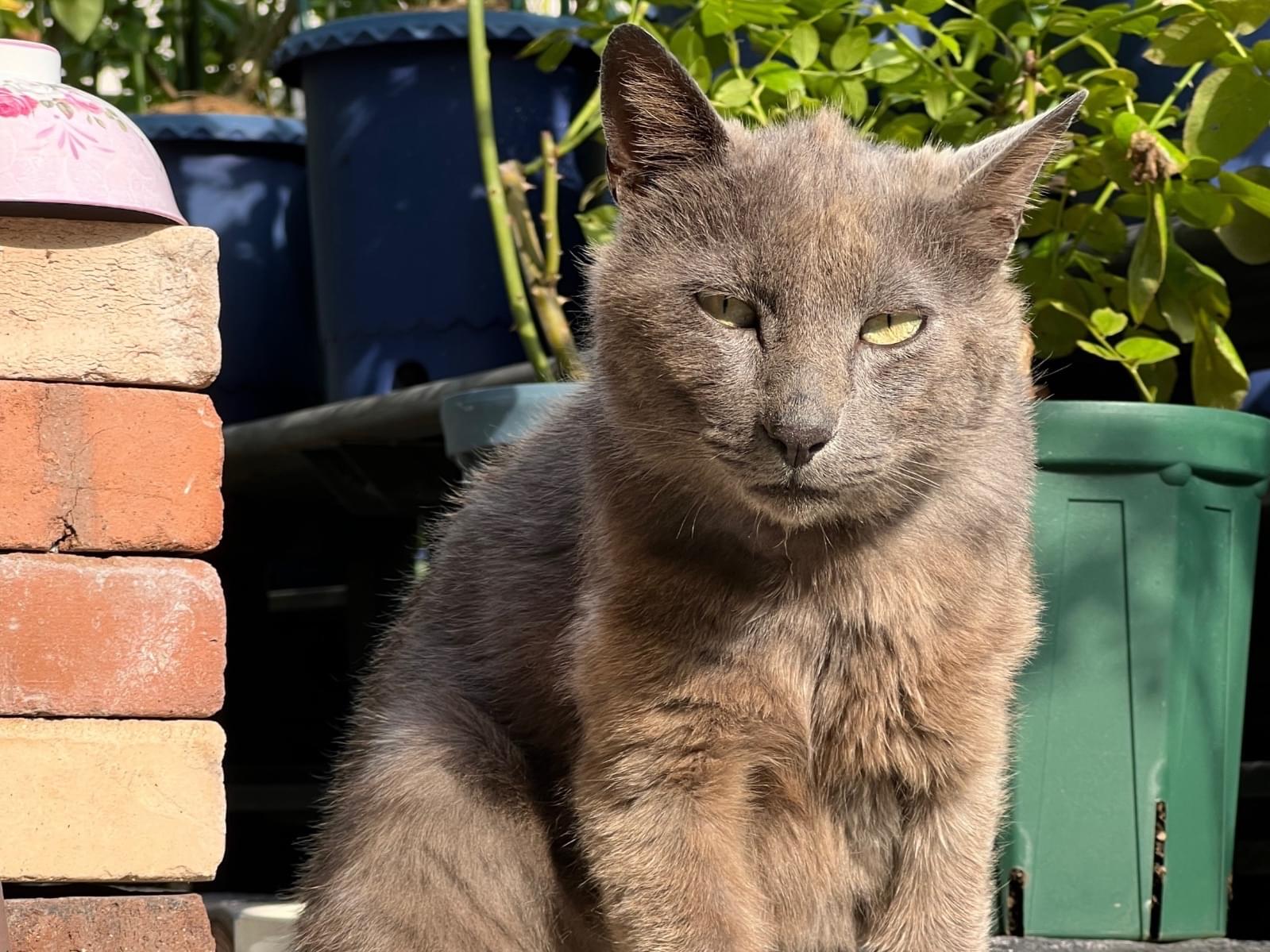 目撃された猫 目撃された猫