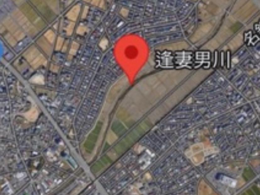 目撃された鳥 目撃された鳥