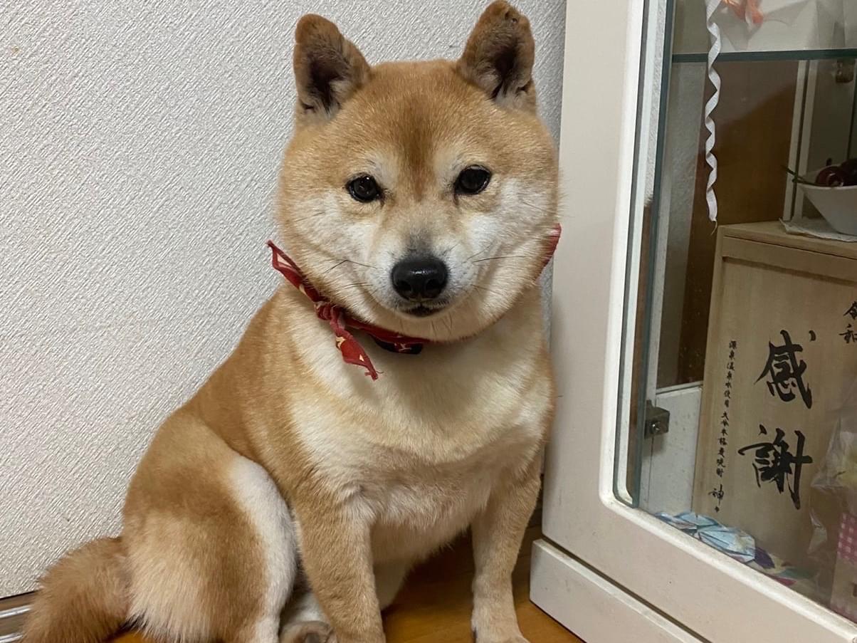 ひめちゃん ひめちゃん
