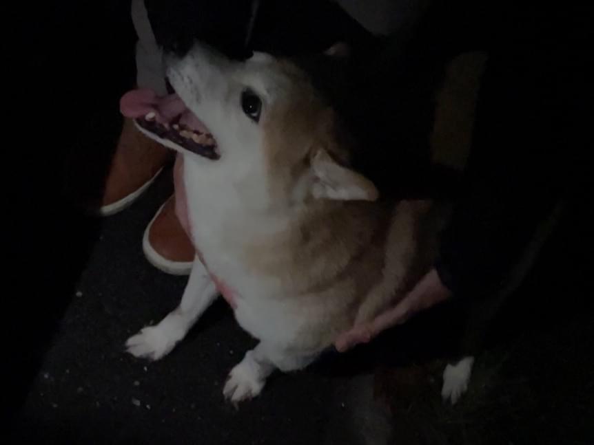 保護された犬 保護された犬