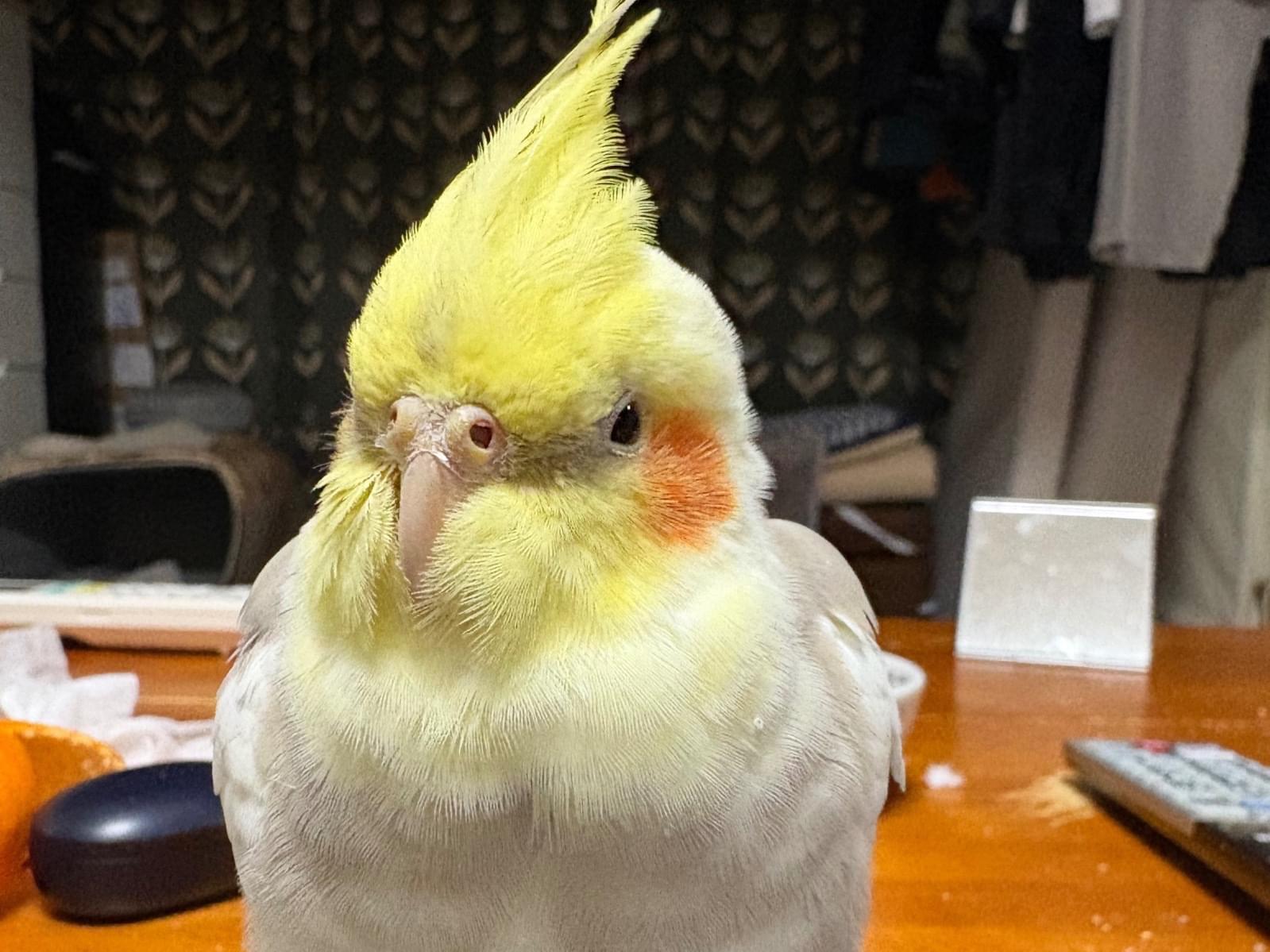 どんぐりちゃん どんぐりちゃん