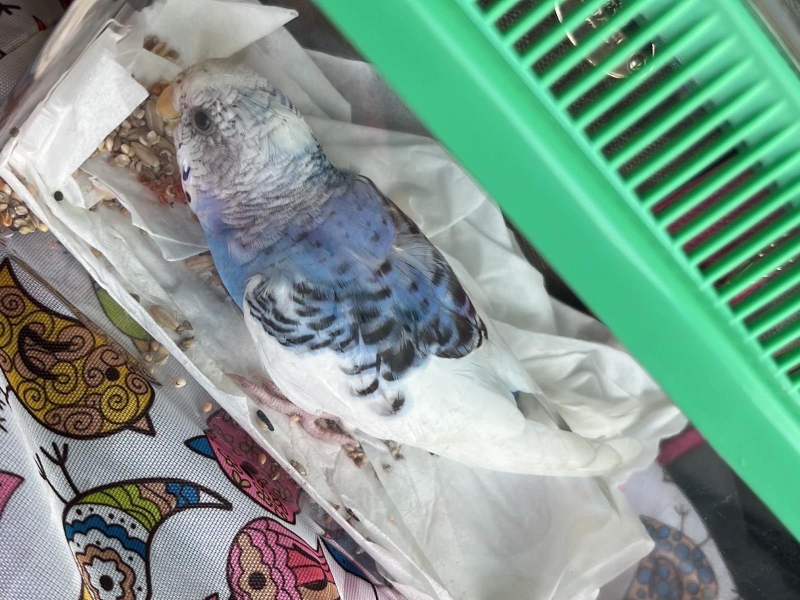 保護された鳥 保護された鳥