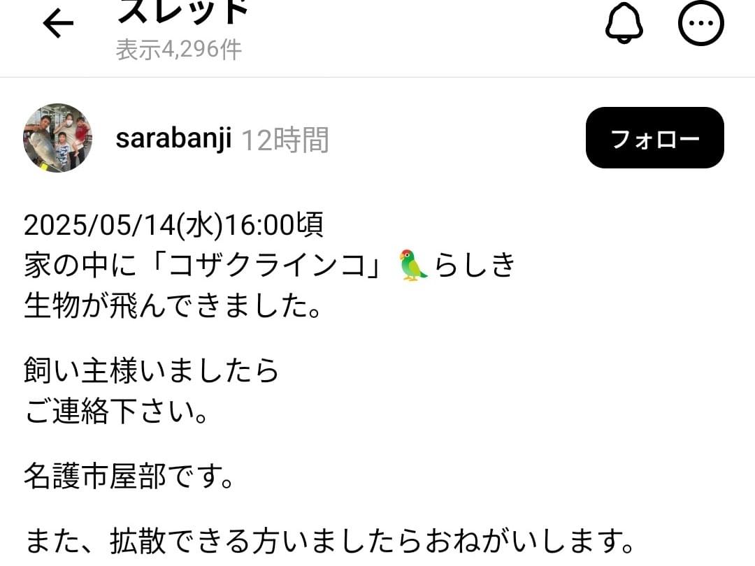 保護された鳥 保護された鳥