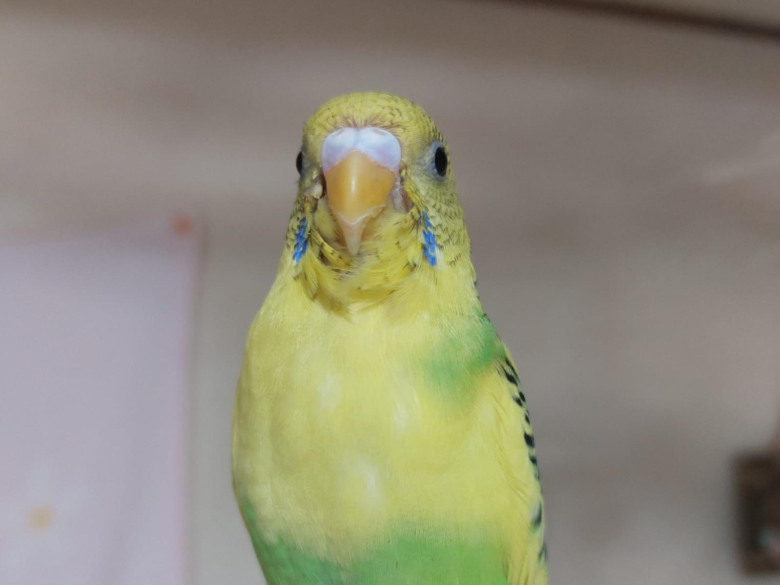ふくちゃん ふくちゃん