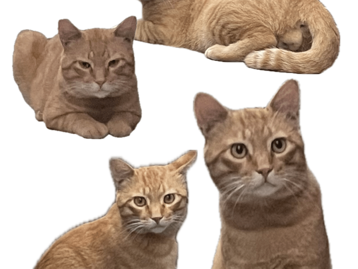 目撃された猫 目撃された猫