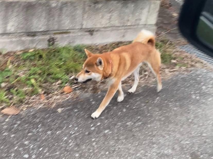 目撃された犬 目撃された犬