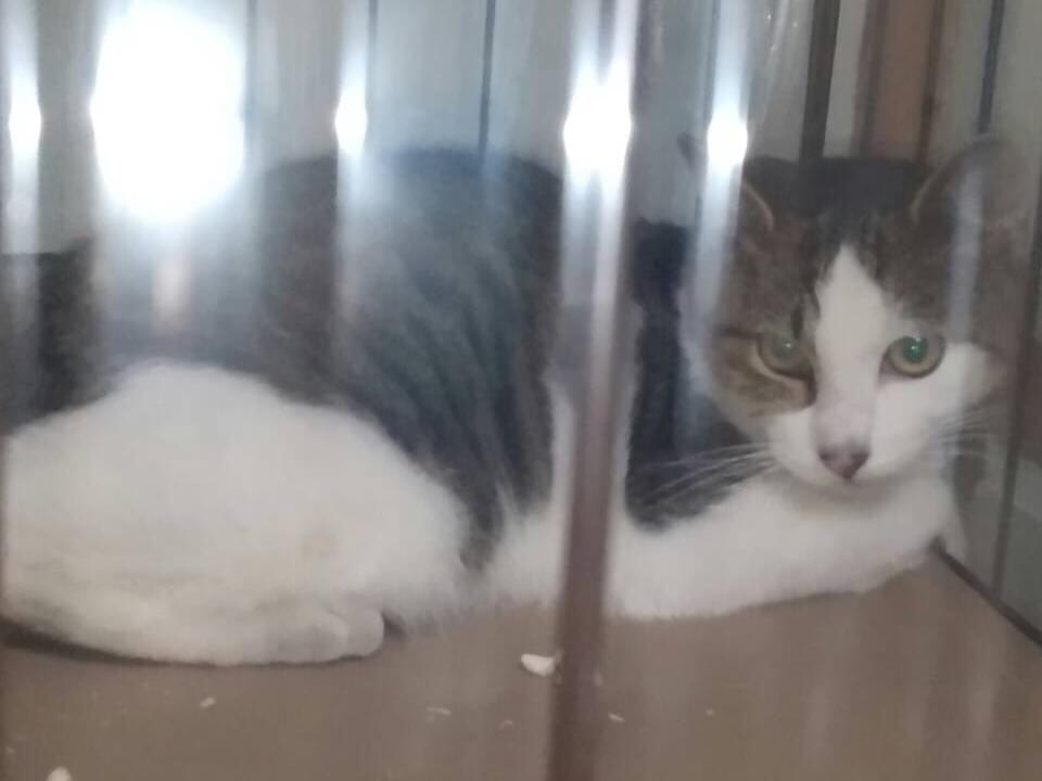 ぽんちゃん ぽんちゃん