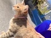 うめちゃん うめちゃん