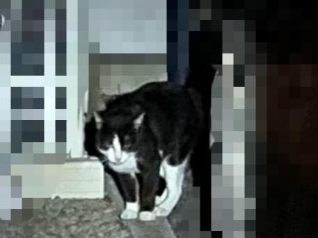 目撃された猫 目撃された猫