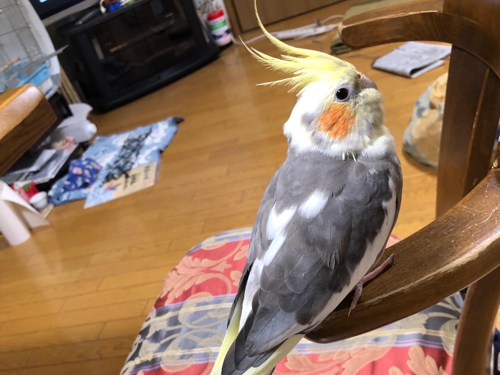 ゴマちゃん ゴマちゃん