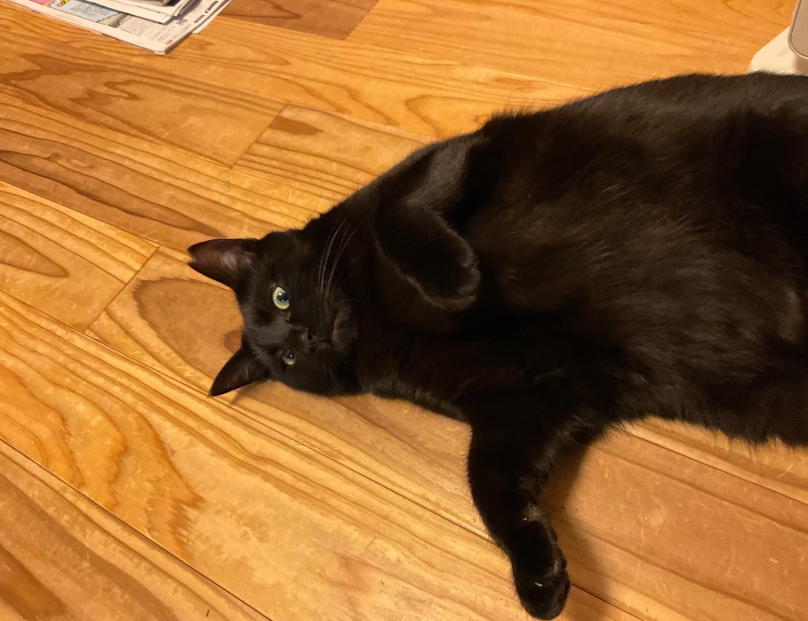 左耳カットしたオスの黒猫を探しています