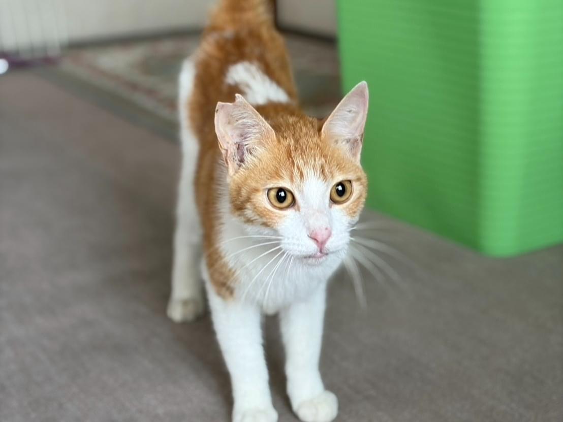 保護された猫 保護された猫
