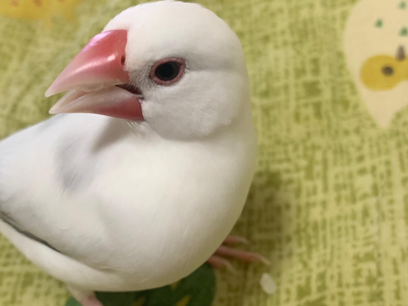 文鳥のつくねちゃん 文鳥のつくねちゃん