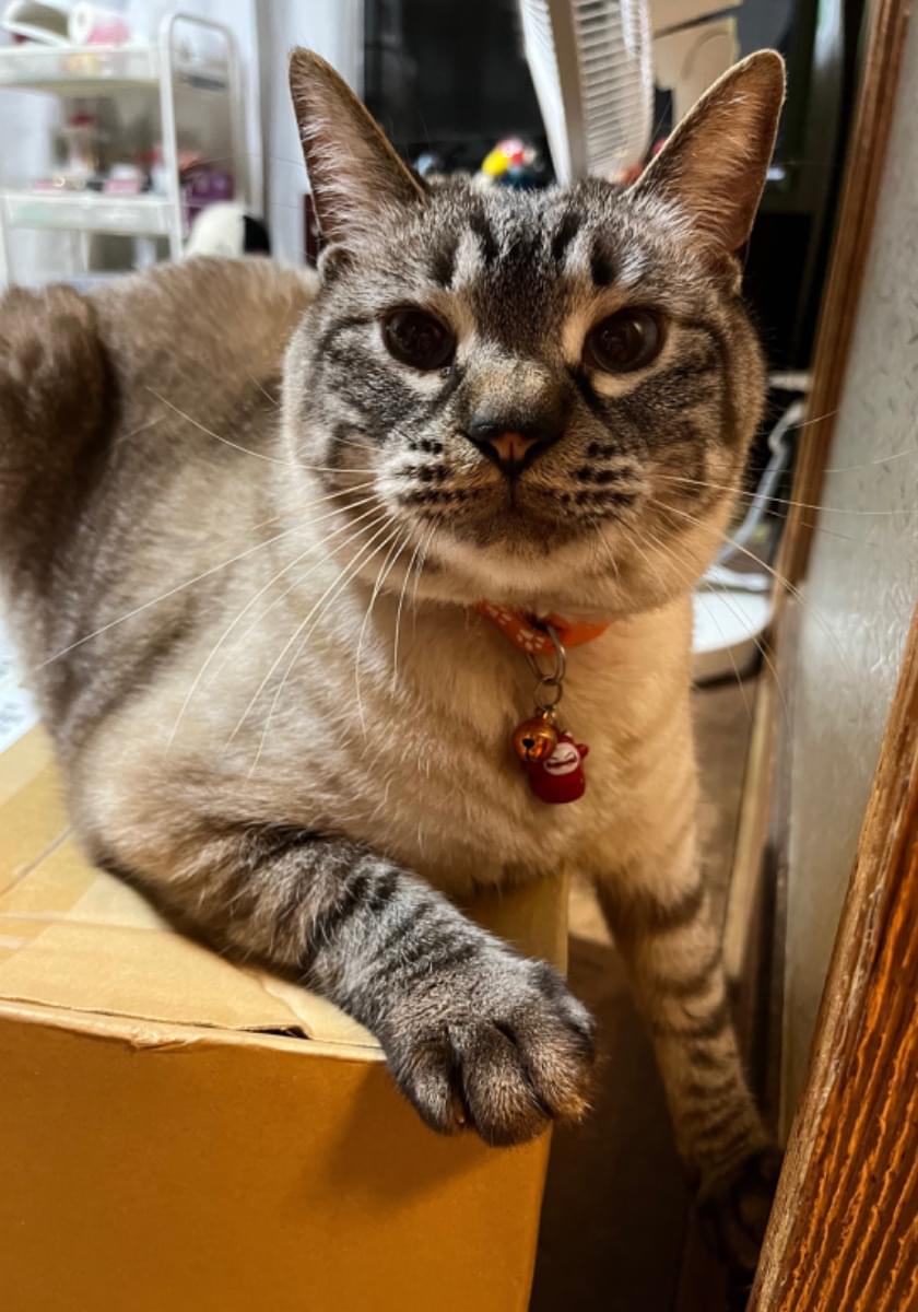 シャムトラを探してます