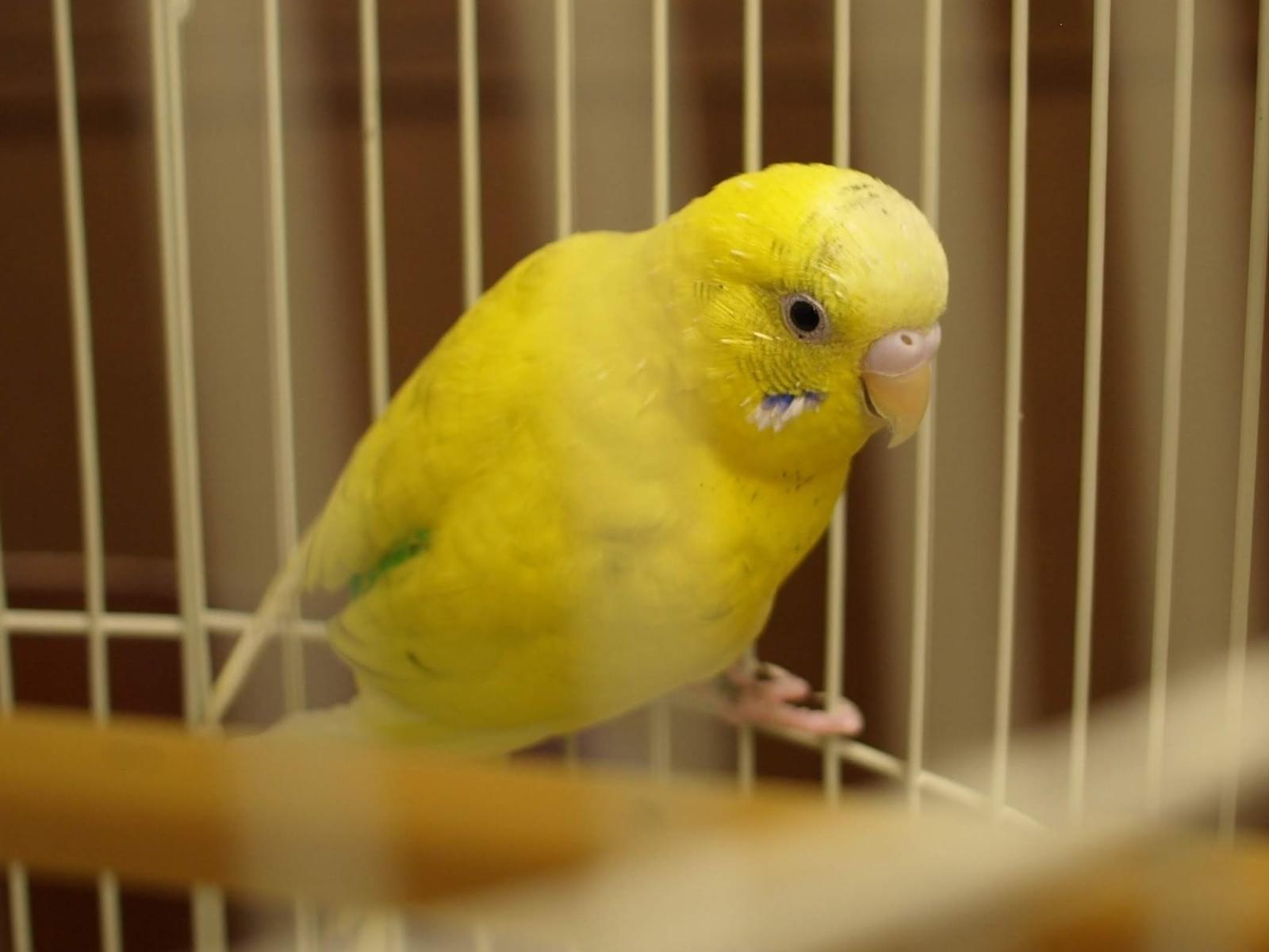 保護された鳥 保護された鳥