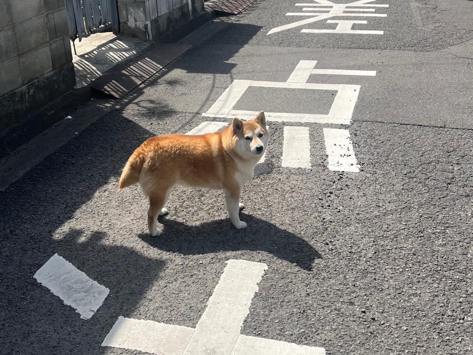 目撃された犬 目撃された犬
