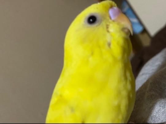 こちょちゃん こちょちゃん
