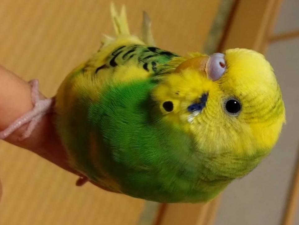 保護された鳥 保護された鳥