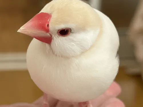 クリーム文鳥