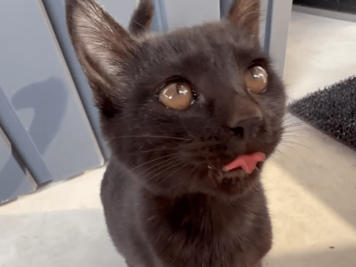 キキちゃん キキちゃん