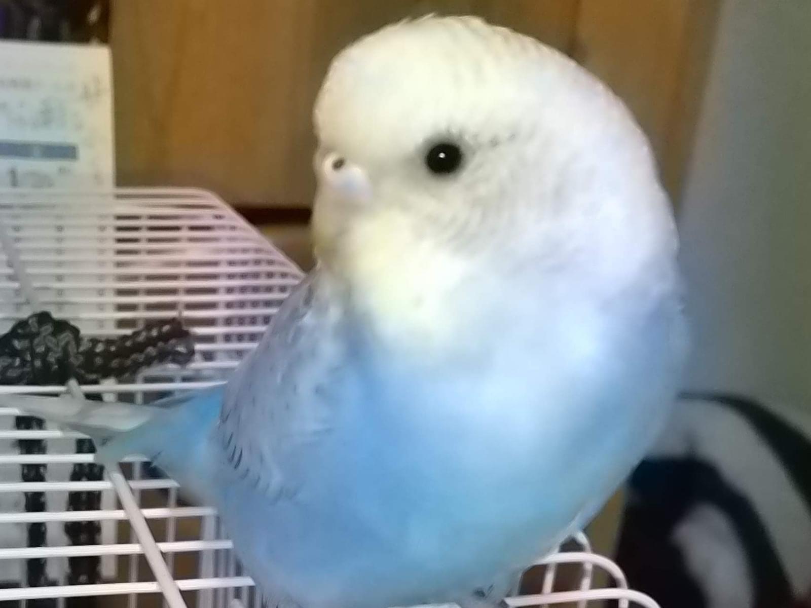 ぴぃすけちゃん ぴぃすけちゃん