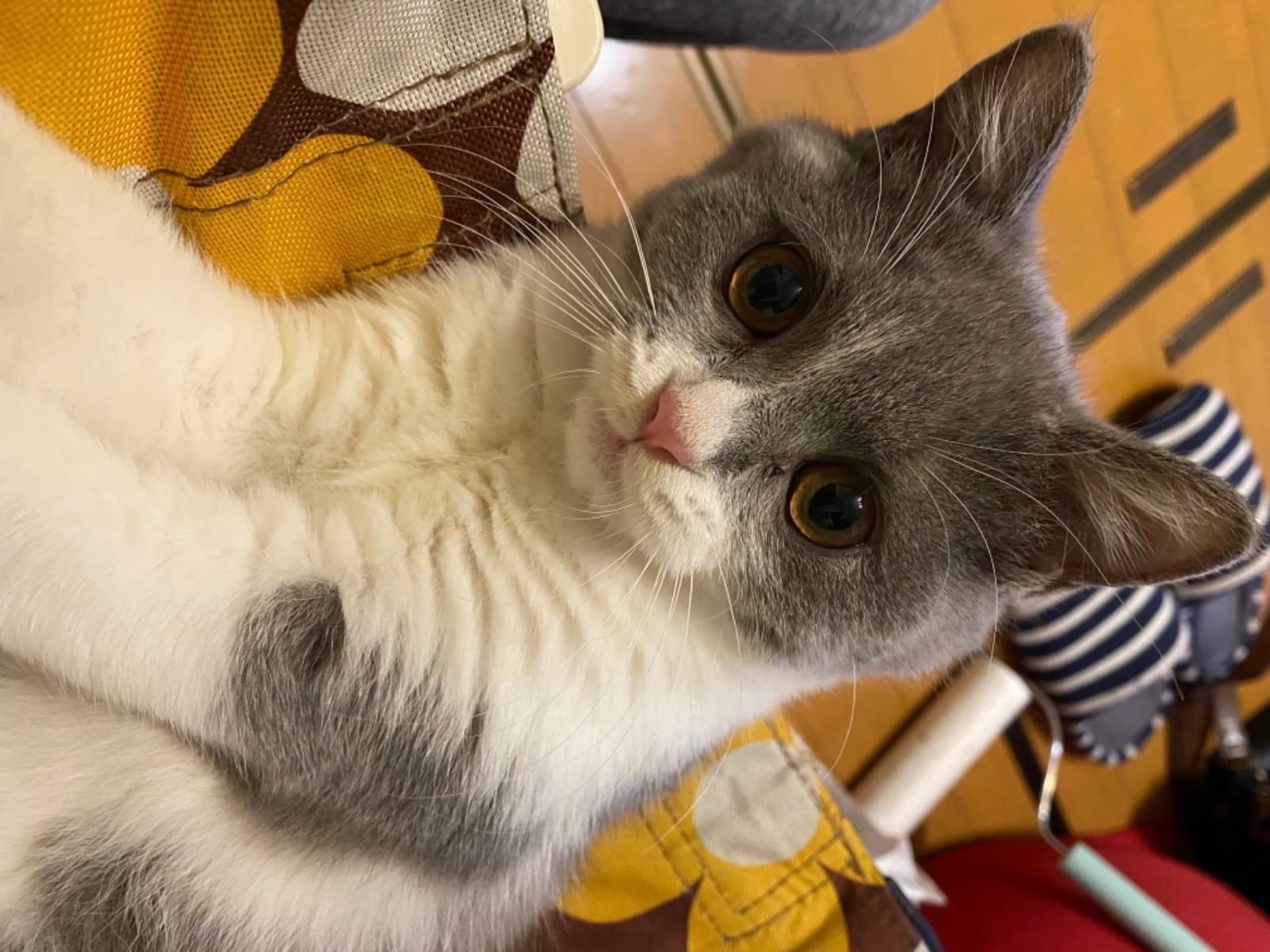 お福ちゃん お福ちゃん