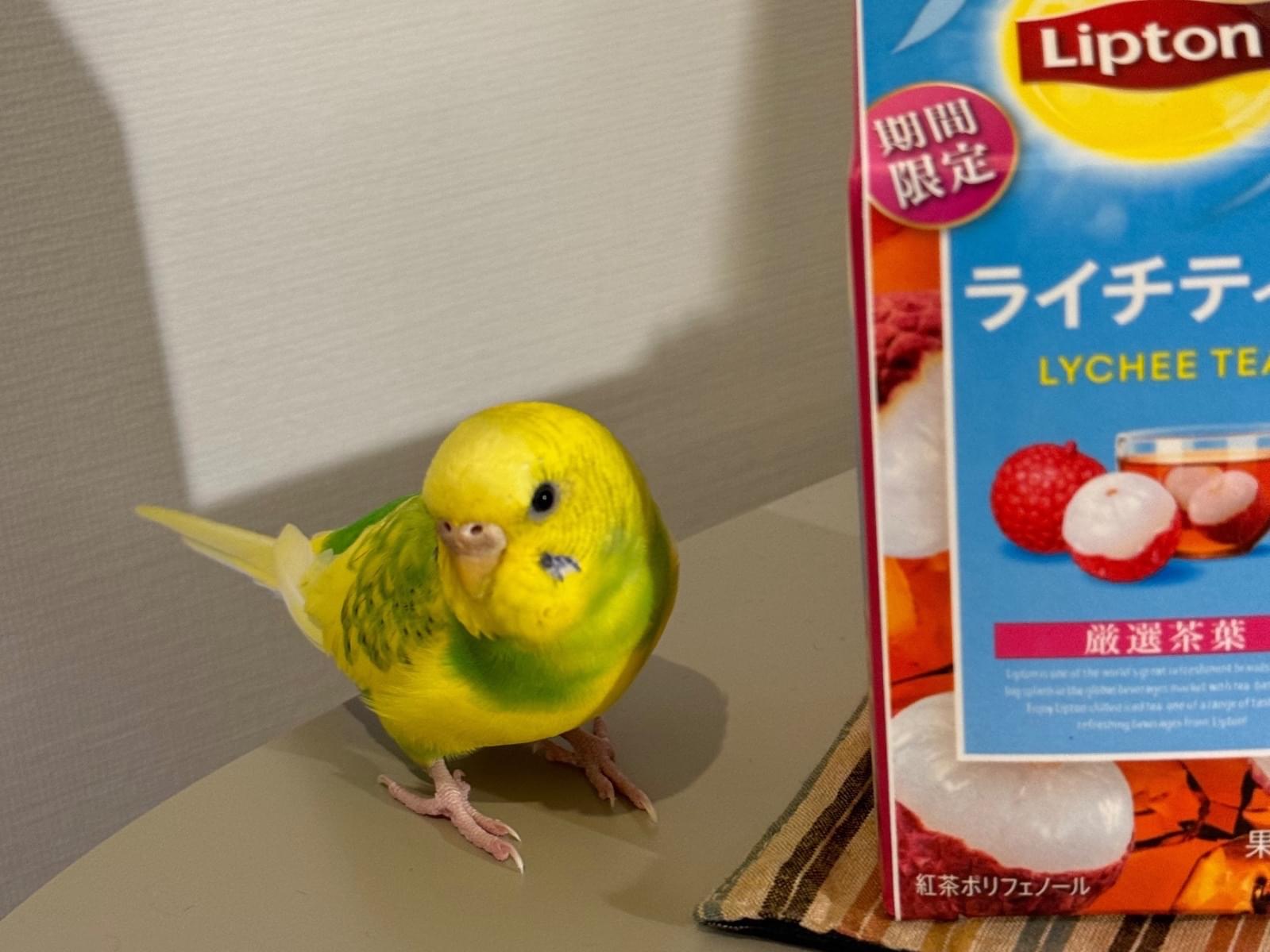 ピザちゃん ピザちゃん