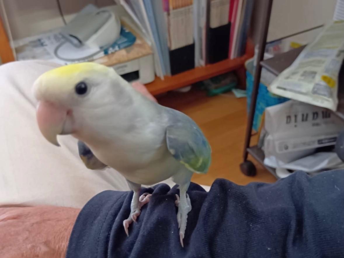 ウォレットちゃん