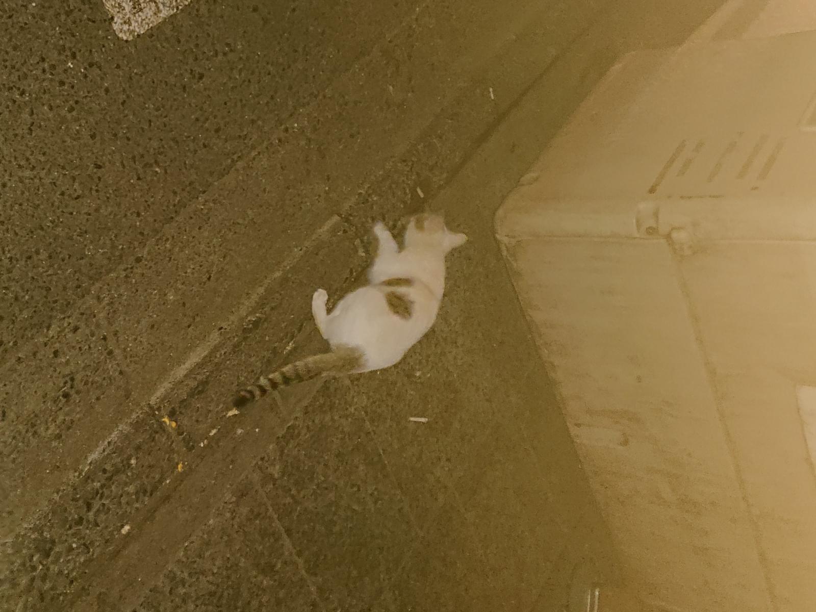 目撃された猫 目撃された猫
