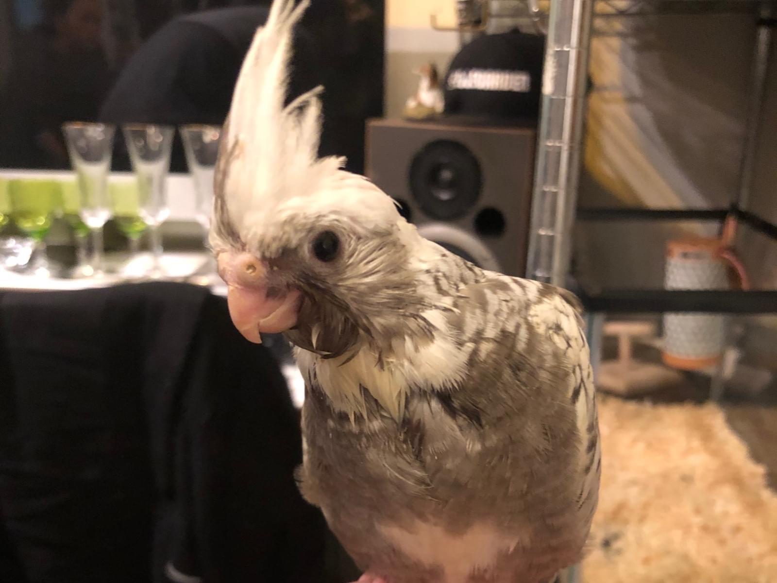 ムツオちゃん ムツオちゃん