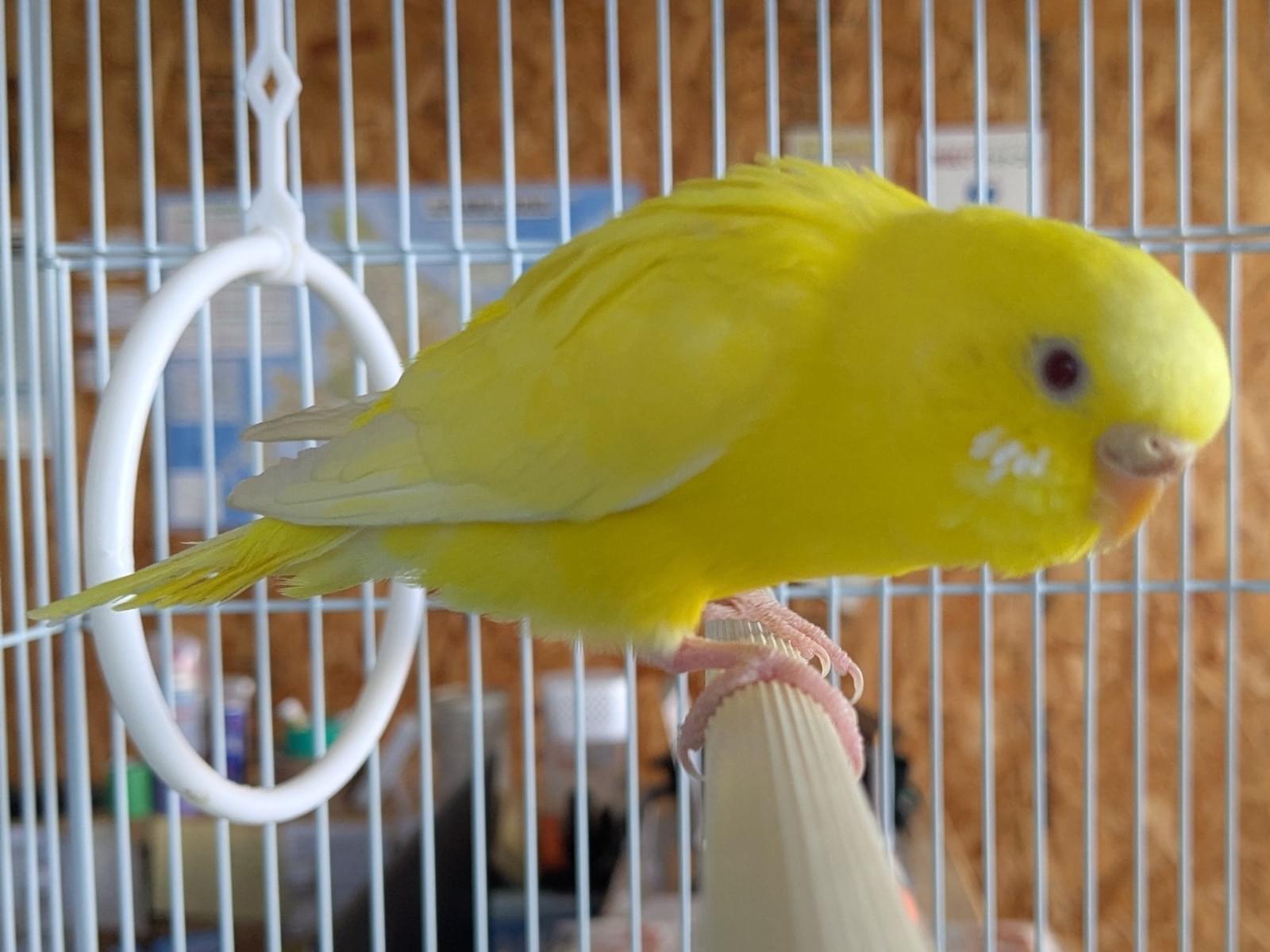 保護された鳥 保護された鳥
